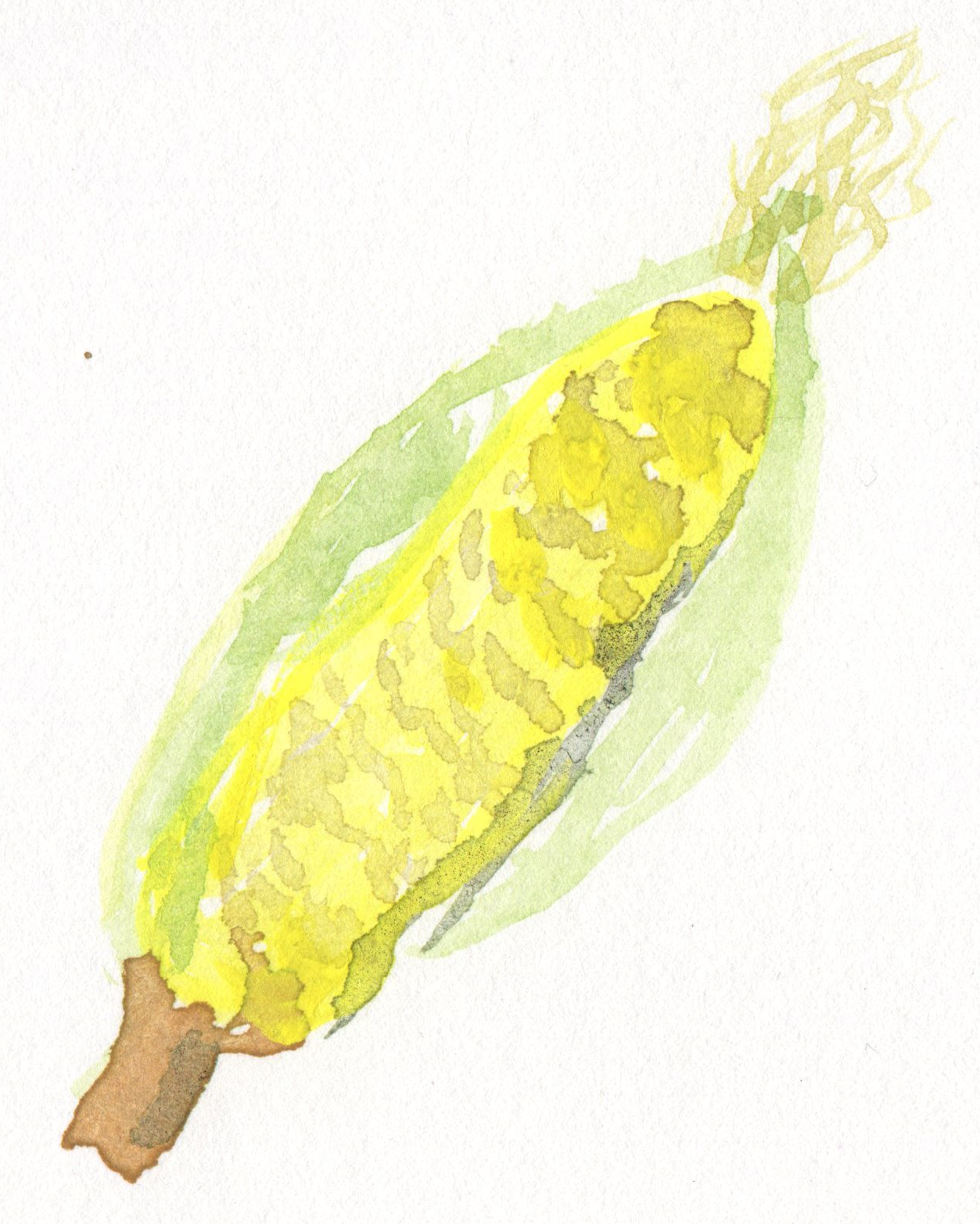 トウモロコシの水彩画イラスト 野菜の手書き無料素材イラスト画像集